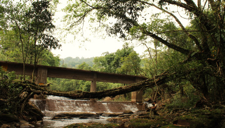 Damaged root bridge and replacement concrete structure.