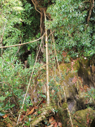 A root bridge under development in 2015