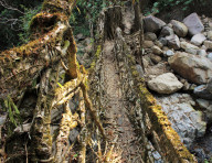 Looking north along the Southern Span of Nongsteng 1. The Span shows signs of moderate latex extraction damage. Further cutting has been outlawed by the Nongsteng village council.