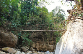 The roots to the right of this picture are again parts of a destroyed living root bridge. To the left of the roots is a conventional replacement structure.