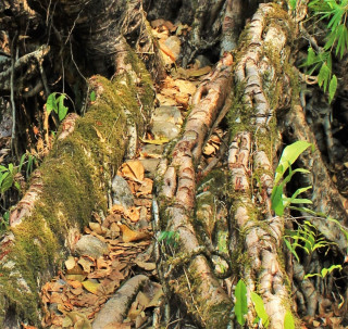 Roughly the same view of the span in 2016, showing increased latex extraction damage.