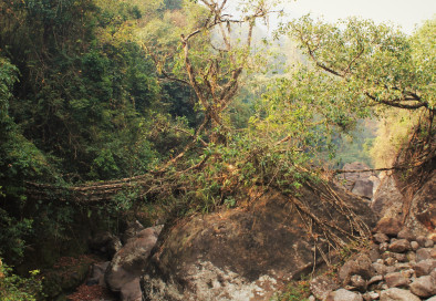 IMG_2237 This is the place where the process of the replacement of botanical architecture is perhaps easiest to observe. In the photo to the left are the remnants of a living root bridge on the way to the tourist-frequented village of Nongriat that was abandoned after a flood. The structure once had three sections, but two of those were washed out in a flood (a single root remnant of one of the former structures can be seen to the right of the photo, crossing between the two boulders). To the right is the steel-wire structure which replaced the botanical bridge.