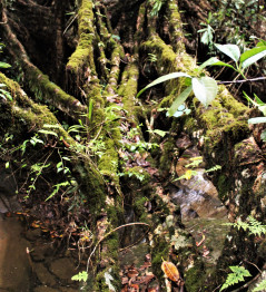 The walkway of a bypassed living root bridge, showing man-made and flood damage.