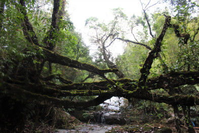 Damaged living root bridge.