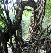 Ruined root bridge, including stone walkway