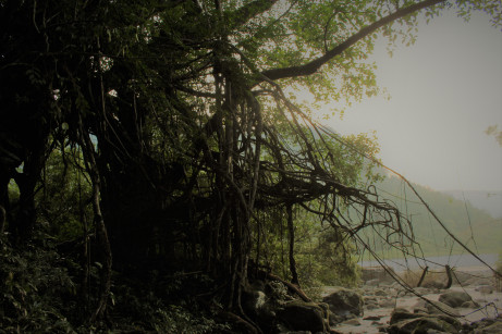 Ruined root bridge and steel cables.
