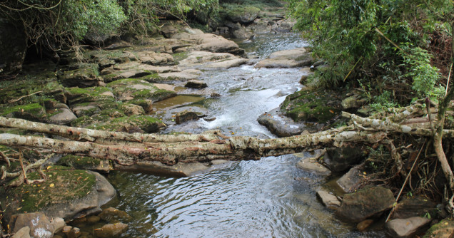 Damaged root bridge.