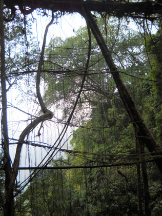 Roots being guided below the functional span of Rangthylliang 4