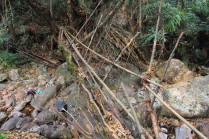 Kongthong 2, showing the bamboo scaffolding which is a new attempt to strengthen the bridge with ficus elastica roots.