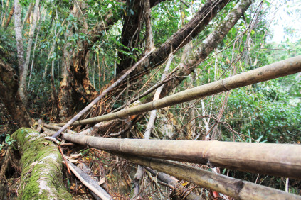 Bamboo scaffolding with very young roots guided across it.