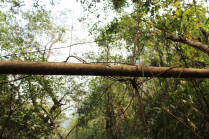 Very young ficus elastica roots being wrapped around a bamboo pole.