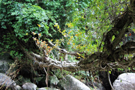 Rangthylliang 12.