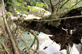 A part of Rangthylliang 12 that's rotting.