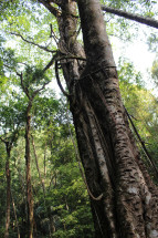 Part of the tree Thangkryta 2 is formed from, showing heavy latex extraction damage.