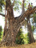 Kudeng Rim Living Root Bleachers.