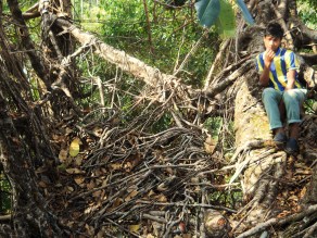 11 Kudeng Rim Living Root Bleachers