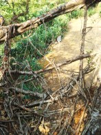 Manipulated on the Kudeng Rim Living Root Bleachers