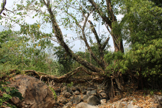 Nongpriang 3