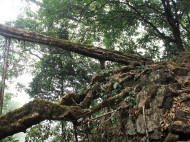 Roots from the tree that forms Mawshken 1. Here, the roots have been attached to a cliff face well above the bridge, in order to prevent the tree from falling.