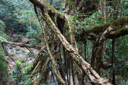 Trained roots above Mawshken 1. Note the latex cutting scars.