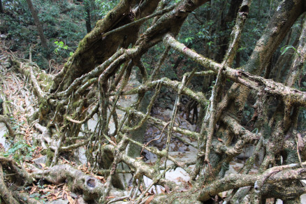 Carefully arranged roots on Mawshken 1.