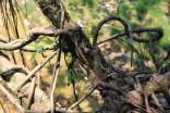 Kudeng Rim Living Root Bleachers, showing the way in which individual roots have been twisted together