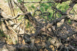 Kudeng Rim Living Root Bleachers, showing individual roots and how they were twisted together
