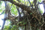 Kudeng Rim Living Root Bleachers