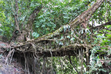 Darrang 1, viewed from upstream.