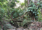 Darrang 1, viewed from upstream.