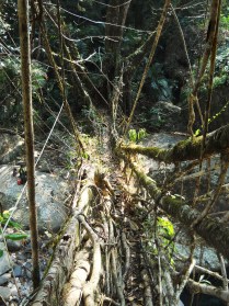 Pdei/Kongtim 1