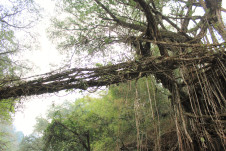 Pdei/Kongtim 1.
