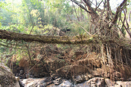 Pdei/Kongtim 1.