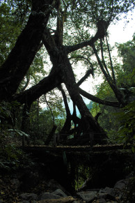 Thangkyrta 1, showing the large size of the tree the bridge is formed from.