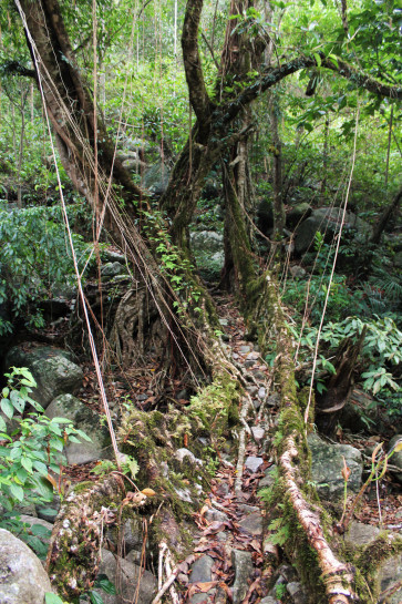 Tyrngei 1. Note the young roots that have been attached to the structure.