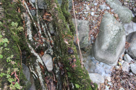 Old, damaged root, and new roots tied to the structure.
