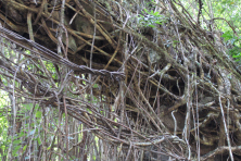 View towards the bottom of the span of Kudeng Rim 2. Note the rocks contained in the roots.