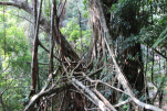 This is a large, clearly trained, platform structure that leads to the upper span.