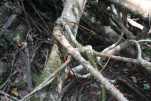 Roots that have been trained to merge.