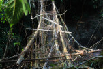 The largely bamboo scaffold that the upper span is being trained over.
