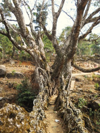 2-nongbareh-1