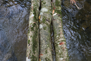 The roots that make up Kudeng Rim 1 are large and well established, though also damaged.